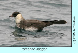 Pomarine Jaeger, photo by Jeff Poklen