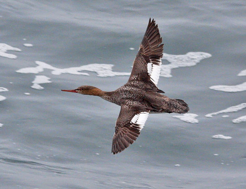 Red-breasted Merganser photo by Jeff Poklen