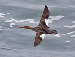 Red-breasted Merganser