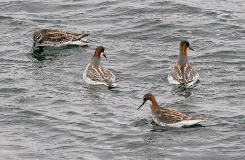 Red-necked Phalaropes, photo by Jeff Poklen