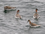 Red-necked Phalaropes