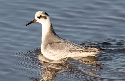 Red Phalarope, photo by Jeff Poklen