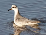 Red  Phalarope