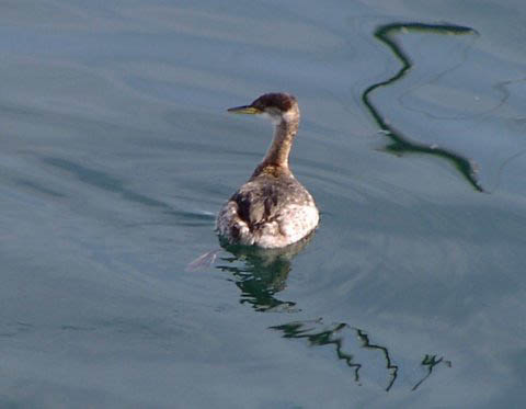 Red-necked Grebe photo by Roger Wolfe