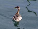 Red-necked Grebe