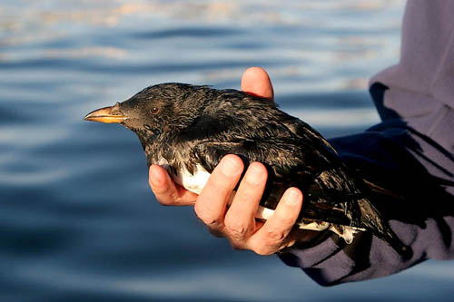 Rhinoceros Auklet, photo by Jeff Poklen