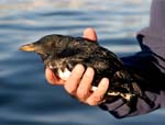 Rhinoceros Auklet