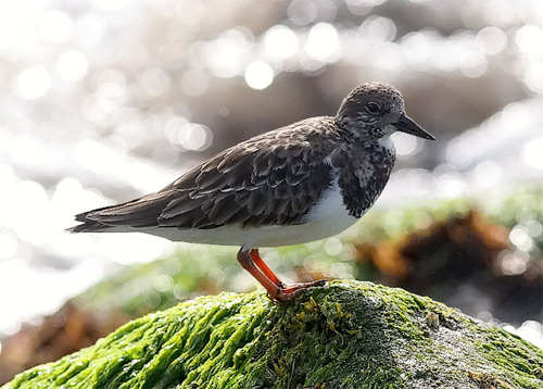 Ruddy Turnstone, photo by Jeff Poklen