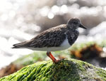 Ruddy Turnstone