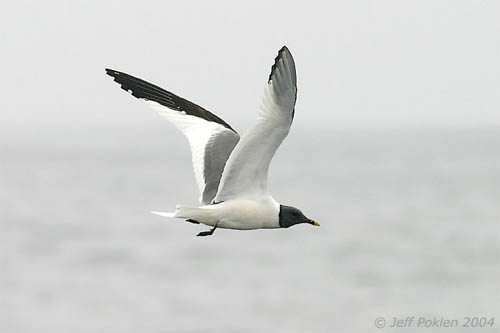 Sabine's Gull photo by Jeff Poklen