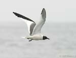 Sabine's Gull