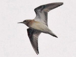 Sharp-tailed Sandpiper