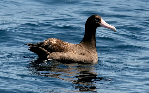 Short-tailed Albatross photo by Jeff Poklen