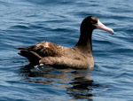 Streaked Shearwater