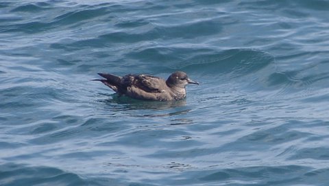 Short-tailed Shearwater photo by Roger Wolfe