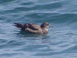 Short-tailed shearwater