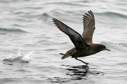 Sooty Shearwater photo by Jeff Poklen