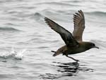 Sooty shearwater