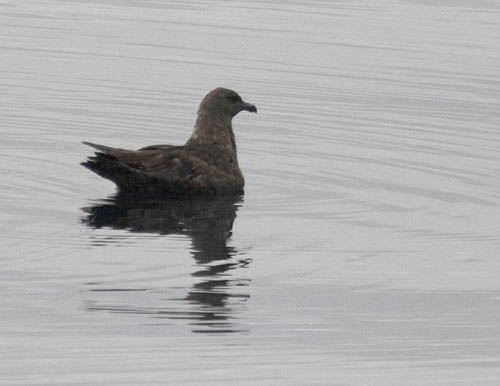 South Polar Skua photo by Les Chibana