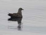 South Polar Skua