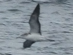 Streaked Shearwater