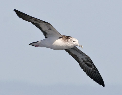 Streaked Shearwater photo by Todd Easterla