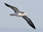 Streaked shearwater