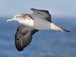 Streaked Shearwater