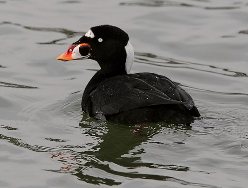 Surf Scoter photo by Jeff Poklen