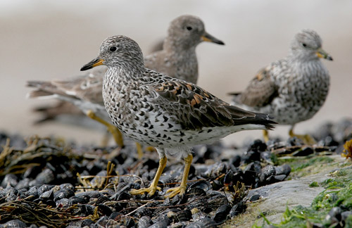 Surfbird, photo by Jeff Poklen