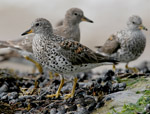 Surfbird