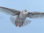 Thayer's Gull