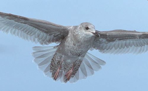 Thayer's Gull photo by Jeff Poklen