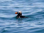 Tufted Puffin