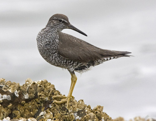 Wandering Tattler photo by Jeff Poklen