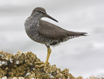 Wandering Tattler