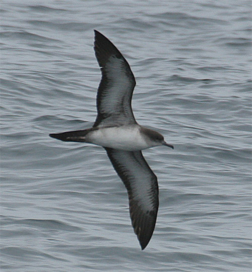 Wedge-tailed Shearwater photo by Todd Easterla