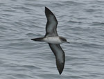 Wedge-tailed Shearwater