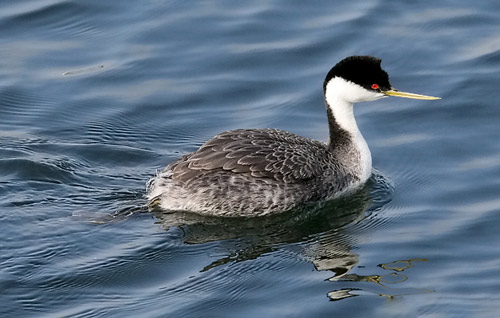 Western Grebe photo by Jeff Poklen