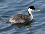 Western Grebe