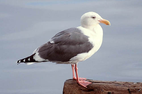 Western Gull photo by Jeff Poklen