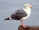 Western Gull