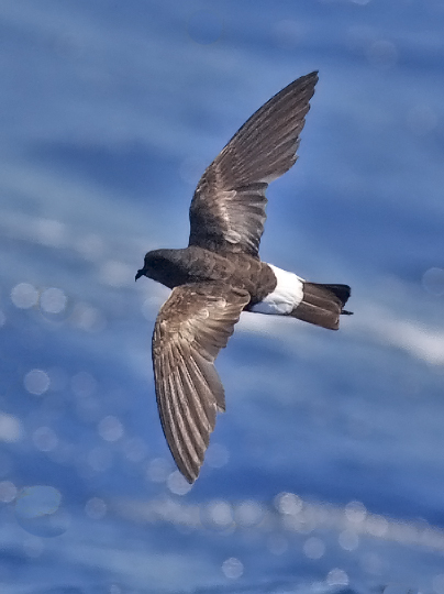 Wilson's Storm Petrel photo by Jeff Poklen