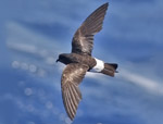 Wilson'sStorm Petrel