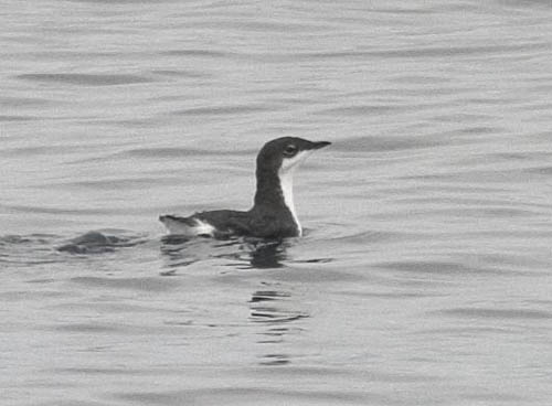 Xantus's Murrelet photo by Les Chibana