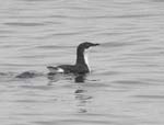 Xantus's Murrelet