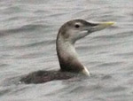 Yellow-billed Loon