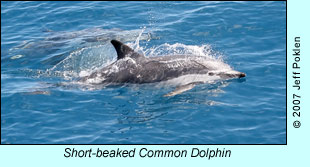 Short-beaked Common Dolphin, photo by Jeff Poklen