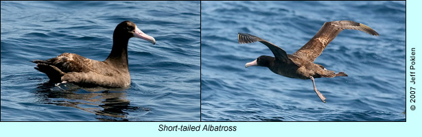 Short-tailed albatross