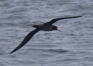 Short-tailed Albatross